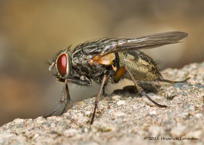 K5D8163-Flesh Fly.jpg