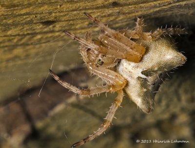 K5D8086-Cat-faced Orbweaver.jpg