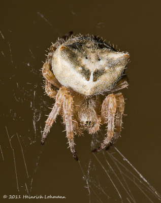 K5D7954-Cat-faced Orbweaver.jpg