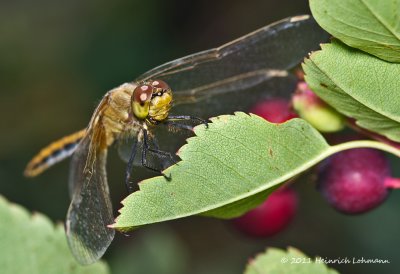K5D7977-Dragonfly.jpg