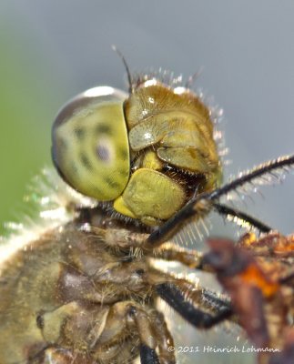 K5D7983-Dragonfly.jpg