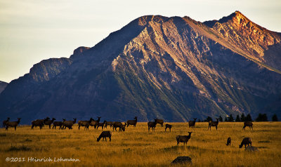 K5E1252-Waterton Lakes Natl.Park-Elk.jpg