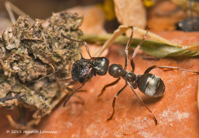 K5D1672-Ant.jpg