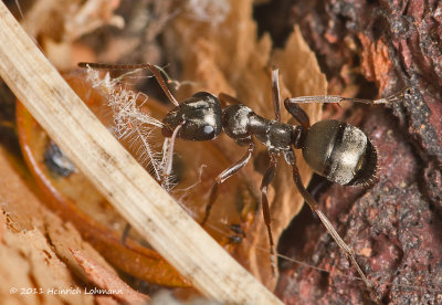 K5D1648-Ant.jpg