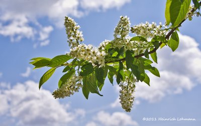 K5D1828-Mayday Tree Blossums.jpg