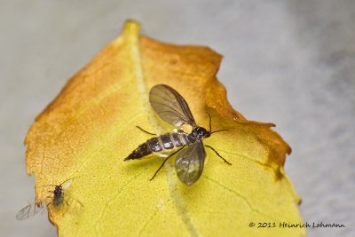 K5D8162-Unidentified insects.jpg