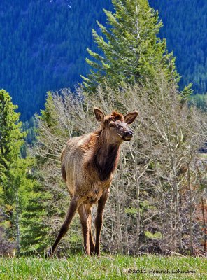 K5D1067-Elk Cow.jpg