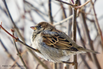 K5E4183-Housr Sparrow.jpg