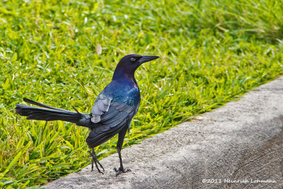 K5E4332-Great-tailed Grackle (male).jpg