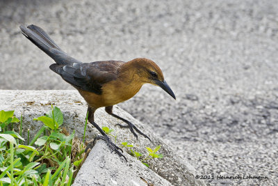 K5E4335-Great-tailed Grackle (female).jpg