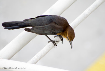 K5E8670-Great-tailed Grackle female.jpg
