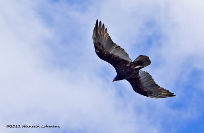 K5E4685-Turkey vulture.jpg
