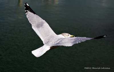 K5E8618-Ring-billed Gull.jpg