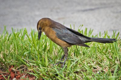 K5E4341-Great-tailed Grackle (female).jpg