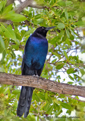 K5E4359-Great-tailed Grackle (male).jpg