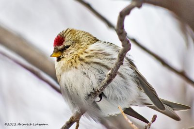 K5E9016a-Hoary Redpoll.jpg