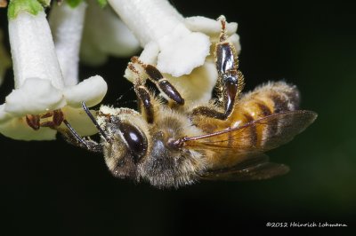 K5E9664-Honey Bee.jpg