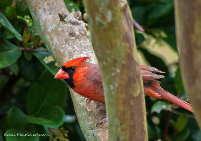 K5E9715-Northern Cardinal (male).jpg