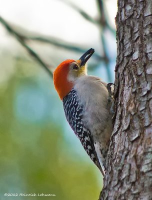 K5F0200-Red-bellied Woodpecker.jpg