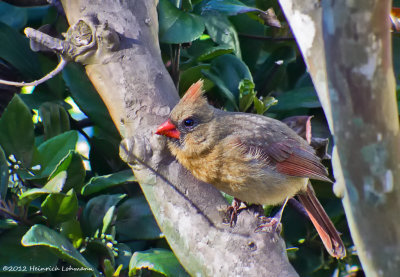 K5F0020-Cardinal (female).jpg