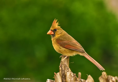 K5E9746-Northern Cardinal (female).jpg