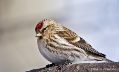 K5F0503-Common Redpoll (female).jpg