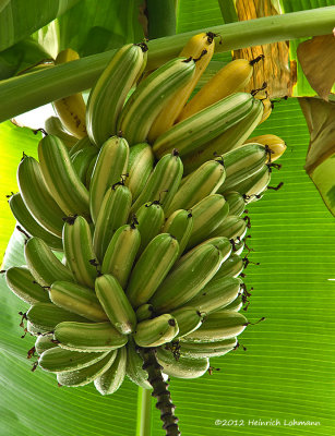 K5F0718-Bananas.jpg