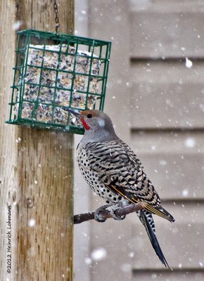 K5F0971-Northern Flicker.jpg