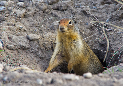 K5F1814-Columbian Ground Squirrel.jpg