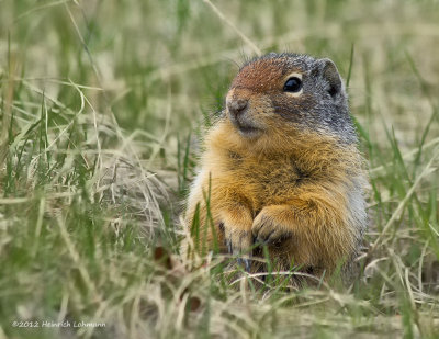 K5F3197-Columbian Ground Squirrel.jpg