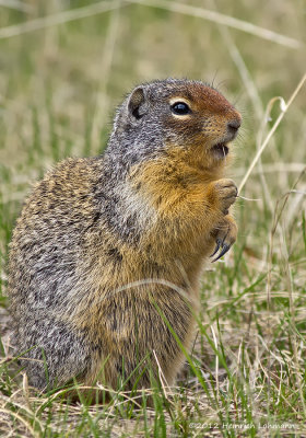 K5F3213-Columbian Ground Squirrel.jpg