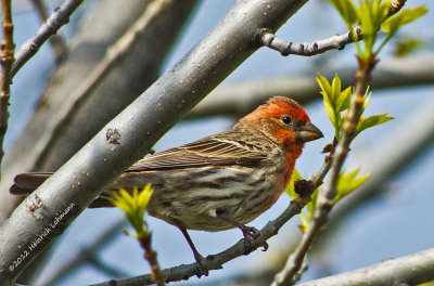 K5F3615-House Finch (male).jpg