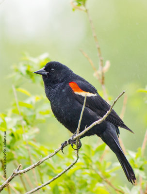K5F4579-Red-winged Blackbird (male).jpg