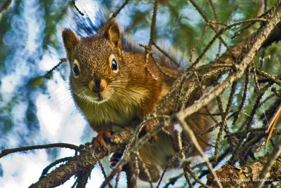 K5G0195-Squirrel.jpg