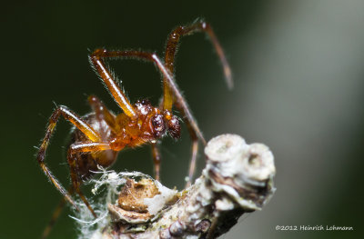 K5F9952-Unidentified Spider.jpg
