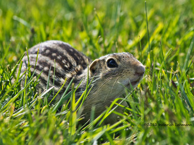 K5F3909-13-lined ground squirrel.jpg