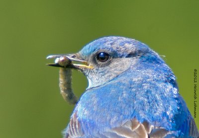 K5F6364a-Blue Bird.jpg