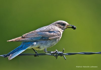 K5F7390-Bluebird female.jpg