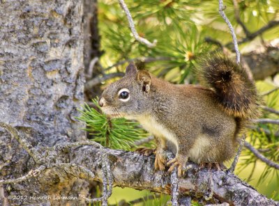 K5F7922-Squirrel.jpg