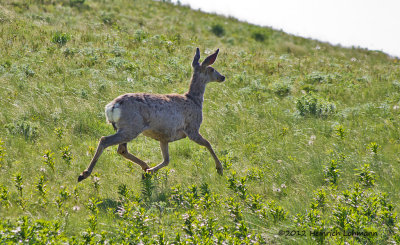 K5F7105-Mule Deer.jpg