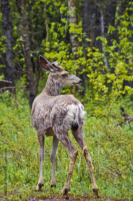 K5F4835-Mule Deer.jpg