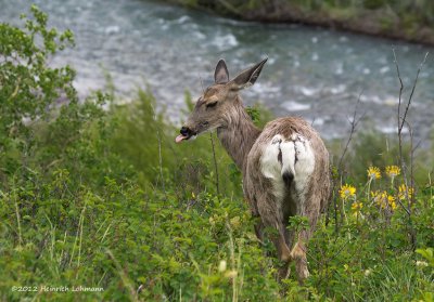 K5F8146-Mule Deer.jpg