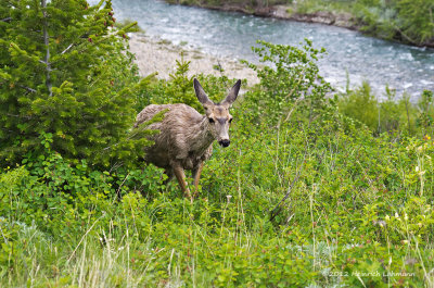K5F8153-Mule Deer.jpg
