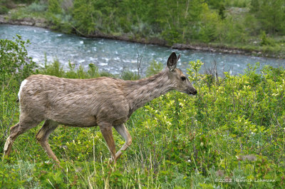 K5F8155-Mule Deer.jpg
