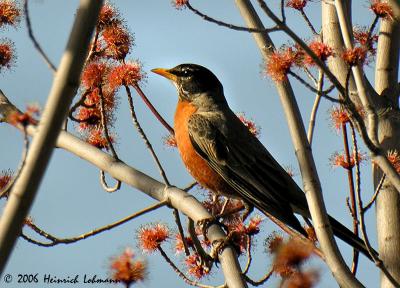 0232-Robin.jpg