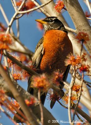 0236-Robin.jpg