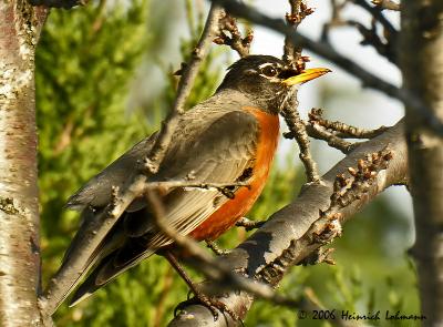 0465-Robin.jpg