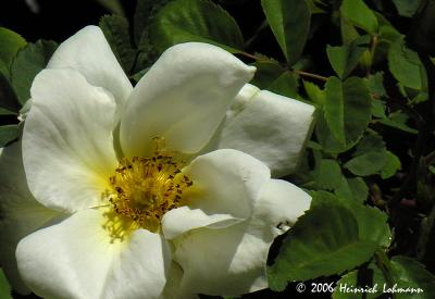 6443-web.jpg