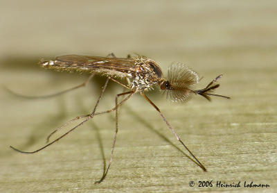 8466-Male Mosquito - Coquillettidia perturbans.jpg