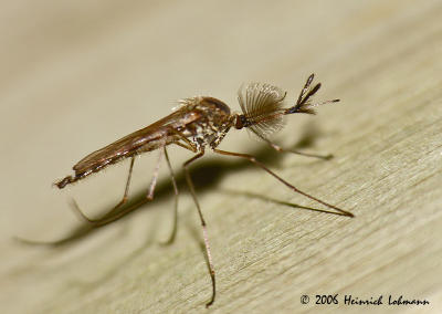 8468-Male Mosquito - Coquillettidia perturbans .jpg